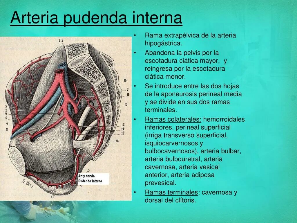 Arteria pudenda interna ветви. артерия transversa colli. Arteria vertebralis ветви. Arteria перевод с латинского. Arteria genus в анатомии.