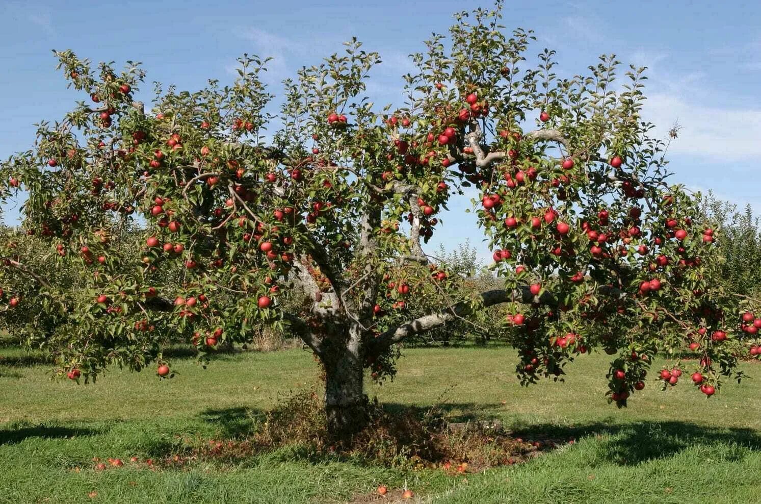 Сколько стоят плодовые деревья. Яблоня малус доместика. Пальметта яблоня. Кустовая яблоня. Яблоня соковое 3.