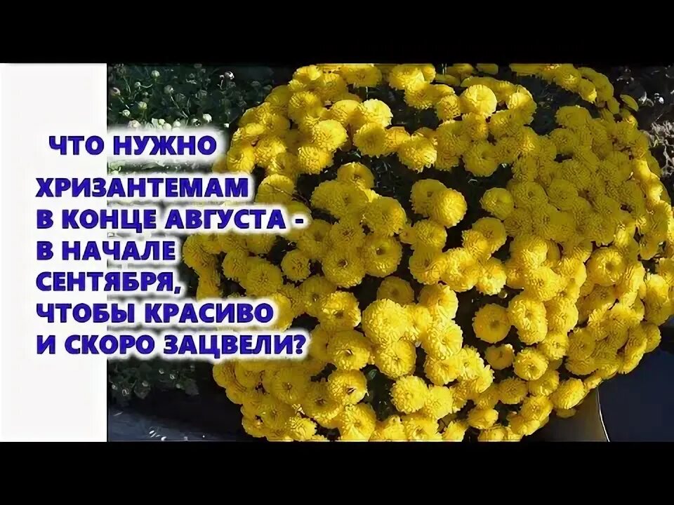 Чем подкормить хризантему в августе для цветения. Чем подкормить хризантему. чем подкормить хризантему для обильного цветения. чем подкормить хризантемы в августе для пышного цветения в саду. чем подкормить хризантемы в январе.