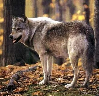 Животный мир западно сибирской