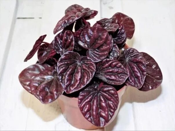 Peperomia caperata 'Luna Red, 'Lunar Red' in GardenTags plant encyclopedia Peper