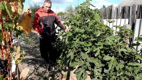 Инжир в подмосковье выращивание в открытом