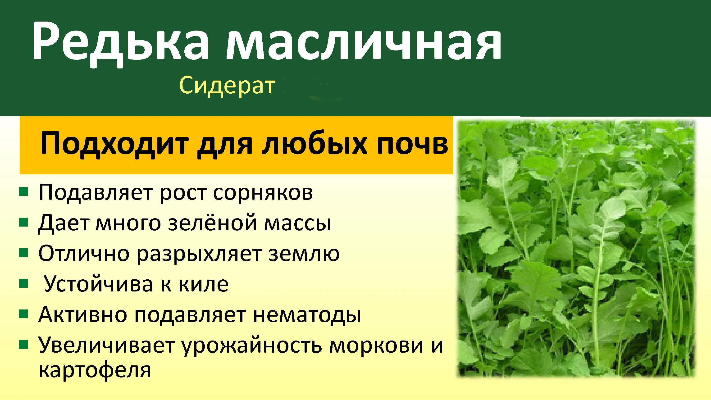 Сидераты что это и как работает. Сидерат редька масличная. сидерат редька масличная 250г. сидераты редька масляничная зеленое удобрение. редька масленичная сидерат.