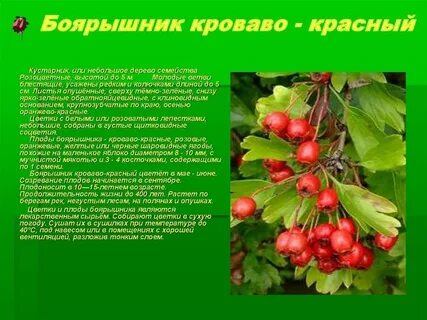 Боярышник признаки