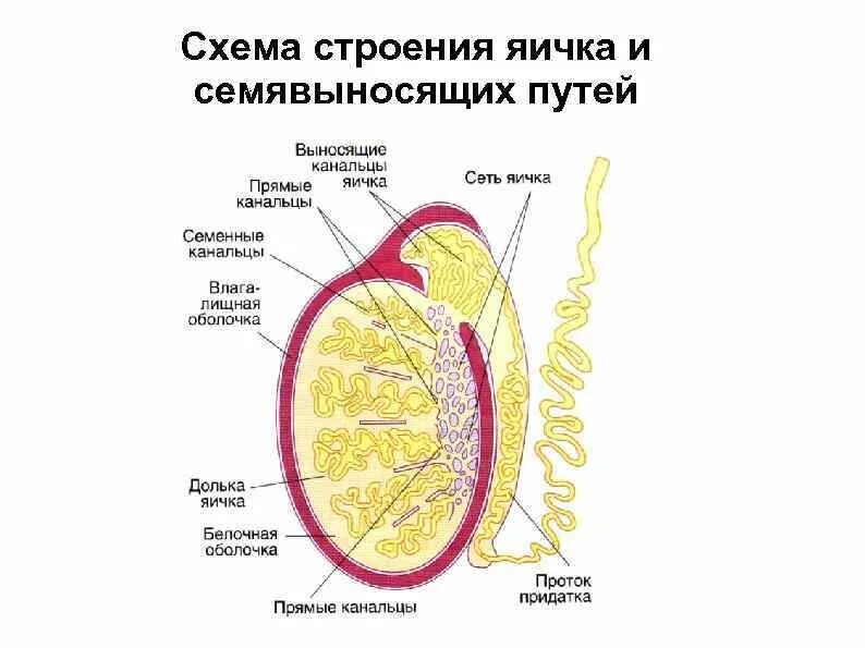 Мужская половая система анатомия строение яичек. Схема строения яичка и семявыносящих путей. Придаток яичка анатомия строение. Строение паренхимы яичка. Яички образуют