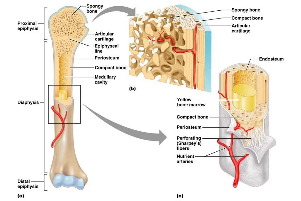 Layers bone