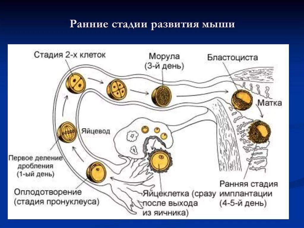 Какое оплодотворение у млекопитающих. Схема процесса оплодотворения человека. Образование и движение оплодотворенной яйцеклетки схема. Схема оплодотворения яйцеклетки. Оплодотворение яйцеклетки у человека.