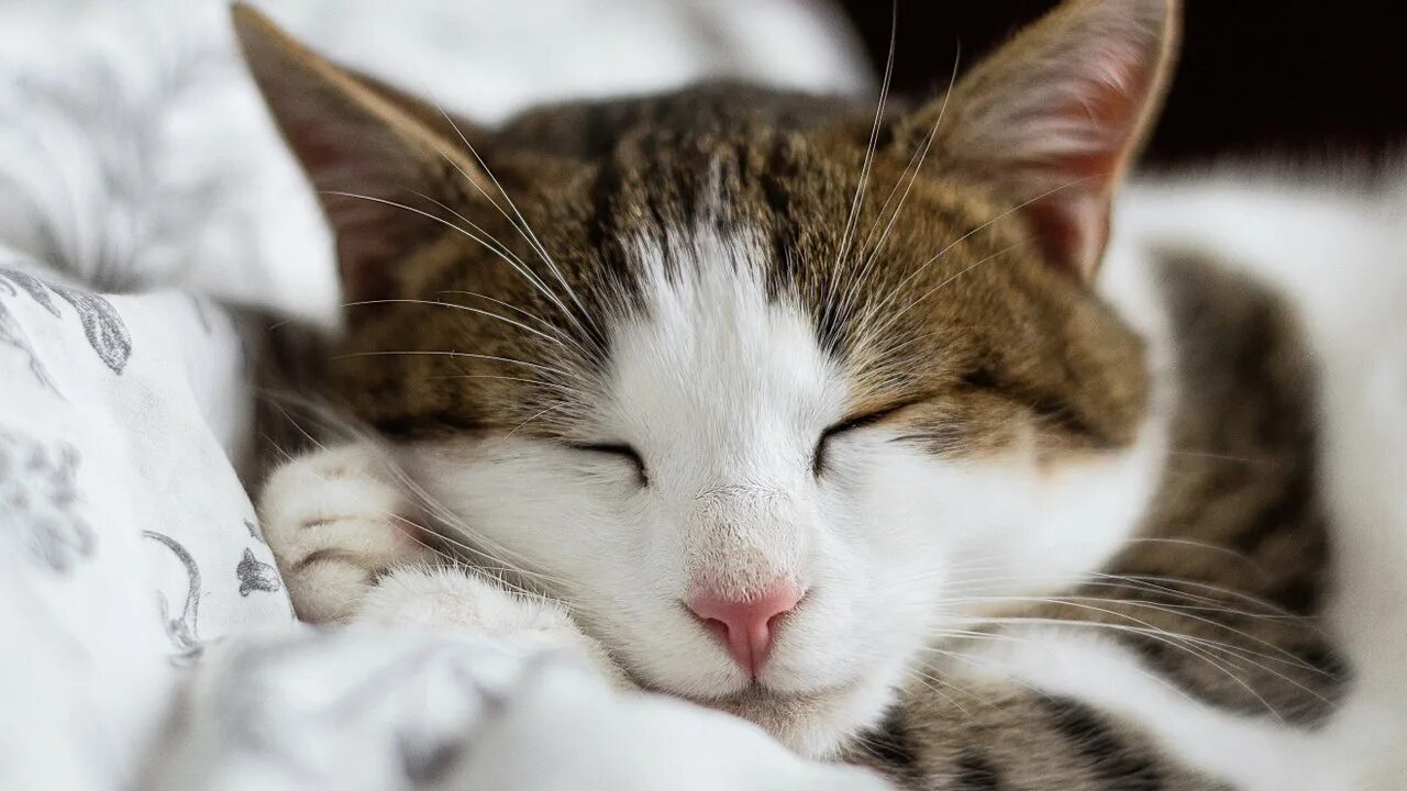 Спит. Сонный котик. Сновидения кошки. Кошкам снятся сны. Спящий котэ.