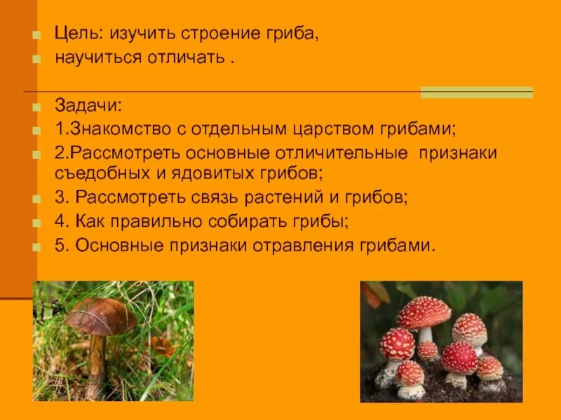 Проект по теме грибы 6 класс Четыре царства живой природы. Какие есть царства живой природы Как они выглядят