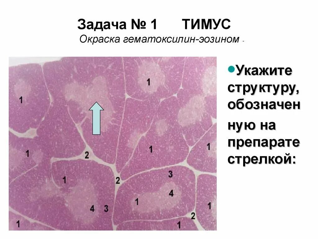 Эволюция тимуса. Препарат тимуса фармакология. Таблетки при иммунодефиците. Препараты пептидов вилочковой железы. Вилочковая железа препараты.
