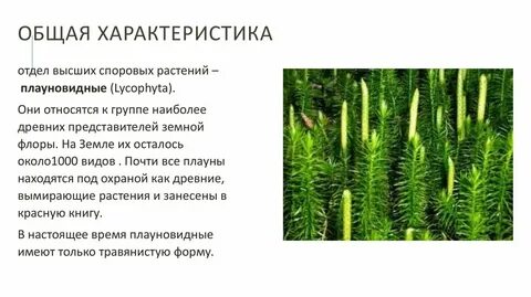 Сходство и различия плаунов и хвощей