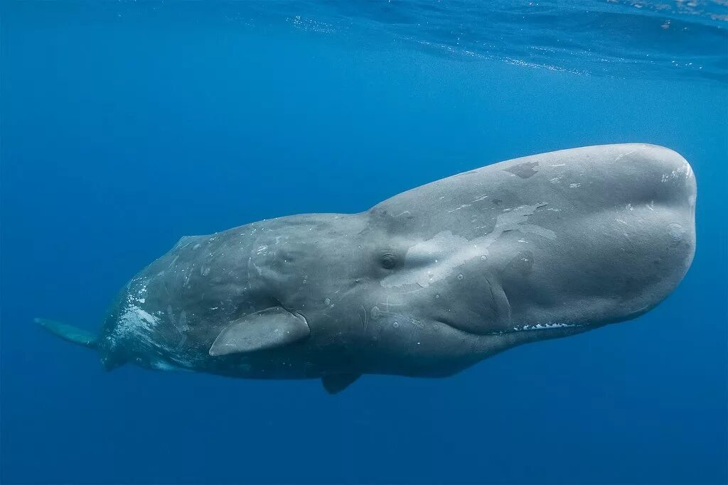 Кит Кашалот. Отряд китообразные Кашалот. Кашалот это зубатый кит. Physeter macrocephalus (Кашалот).