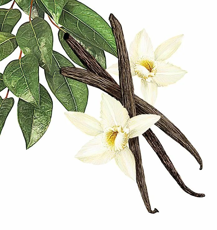 Vanilla tree