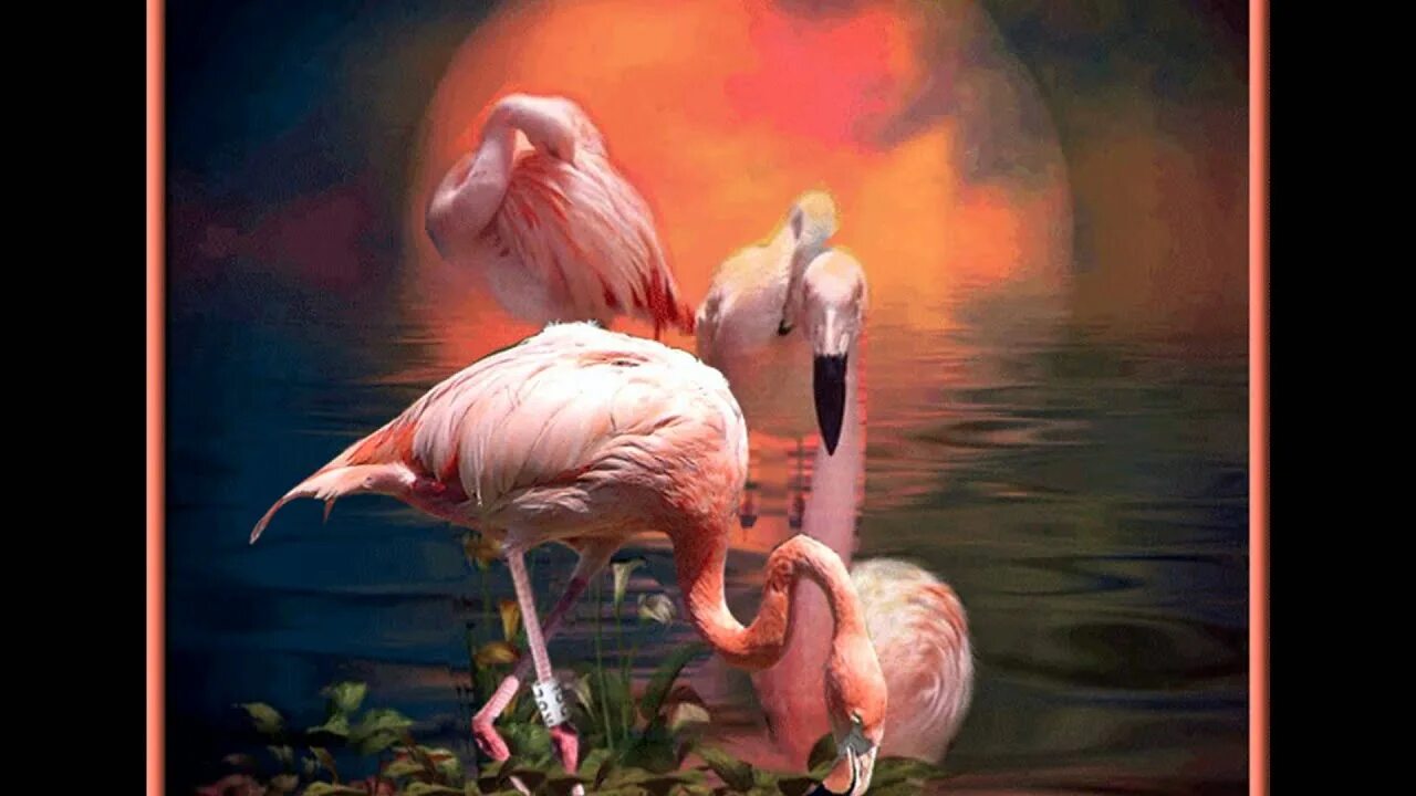 Фламинго танцует. Розовый Фламинго. Фламинго ночью. Анимационные Фламинго. День розового Фламинго.