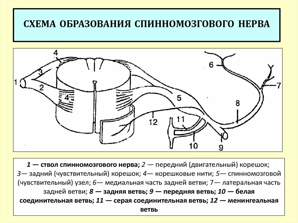 Ветви спинномозговых нервов иннервирующие. Схема формирования спинномозгового нерва. Схема образования спинномозгового нерва. Ветви спинномозгового нерва схема. Схема строения спинномозгового нерва.