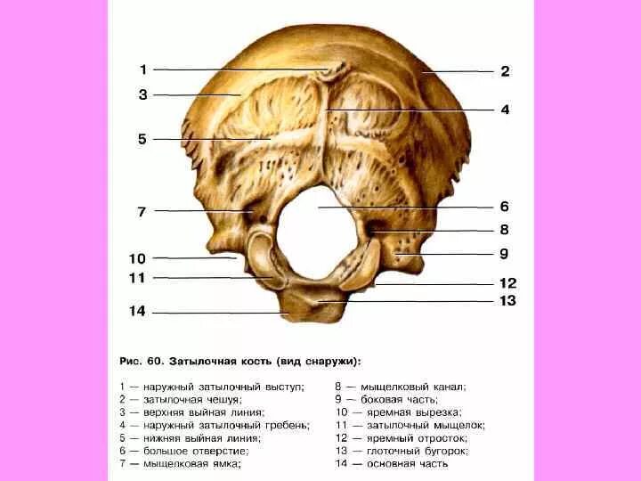 Анатомия затылочной кости. Наружная поверхность затылочной кости. Строение черепа затылочная кость. Затылочная кость черепа анатомия. Наружный на латыни