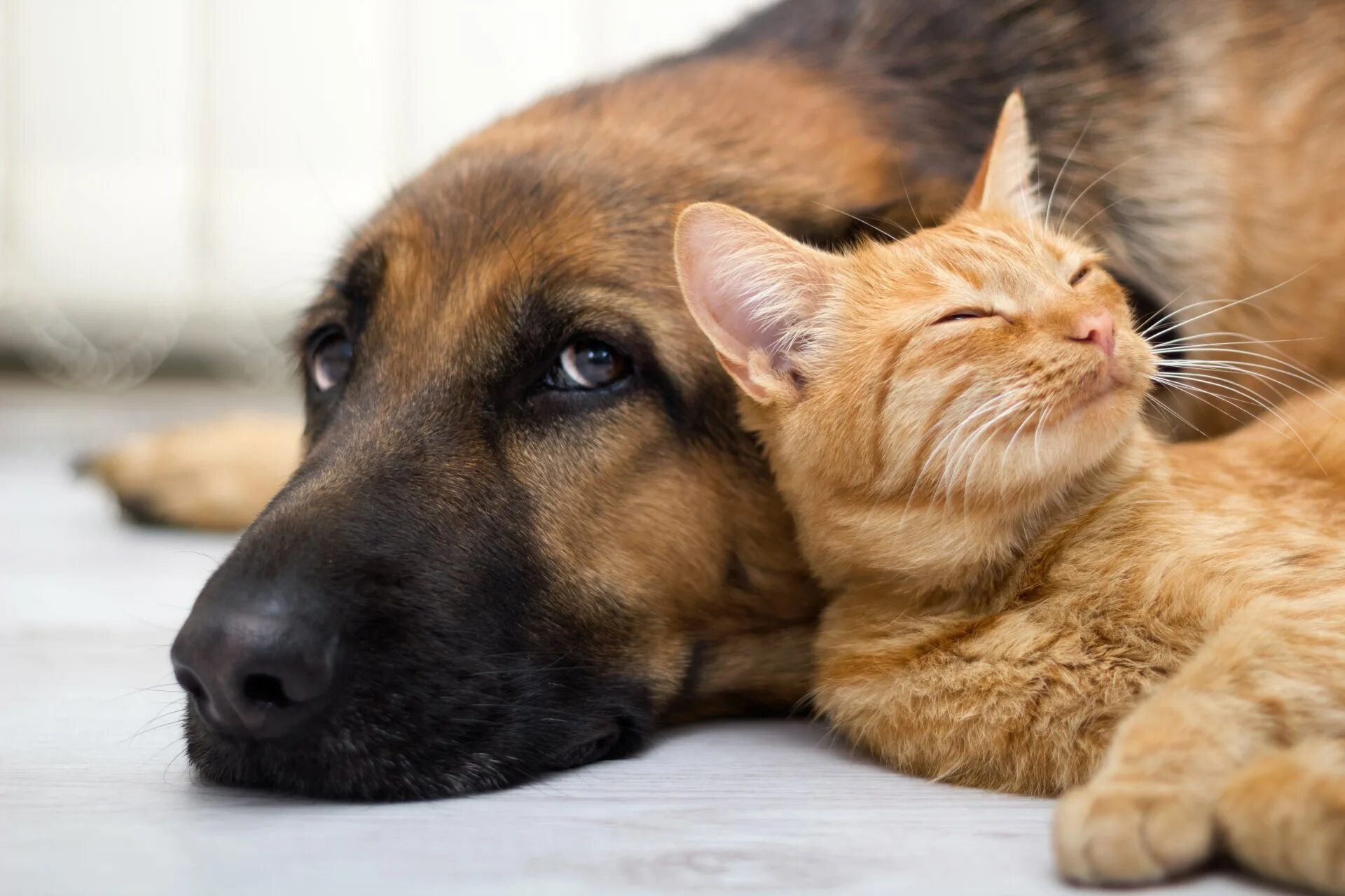 Про говорящих животных. Кошки и собаки. Кот и собака вместе. Рыжие коты и собаки. Кошка.