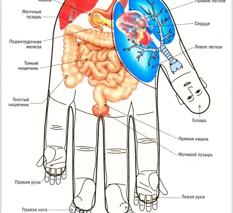 Су Джок проекция органов. Су Джок проекция органов на ладони. Су Джок точки на пальцах рук. Су Джок проекция органов на руке человека. Точки на руках для массажа