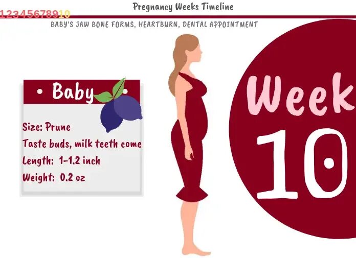 10 week old. 10 weeks pregnant. 10-11 недель беременности. pregnancy by weeks. pregnant by weeks.