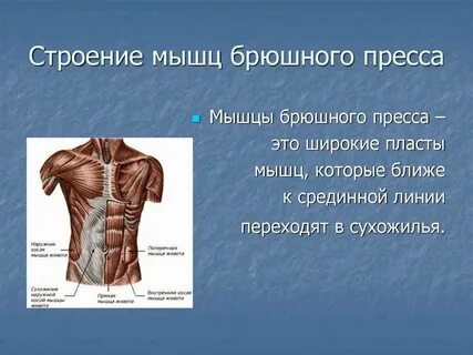 Виды мышц пресса