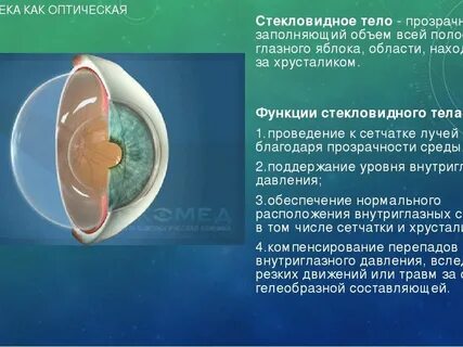 Какова функция хрусталика глаза