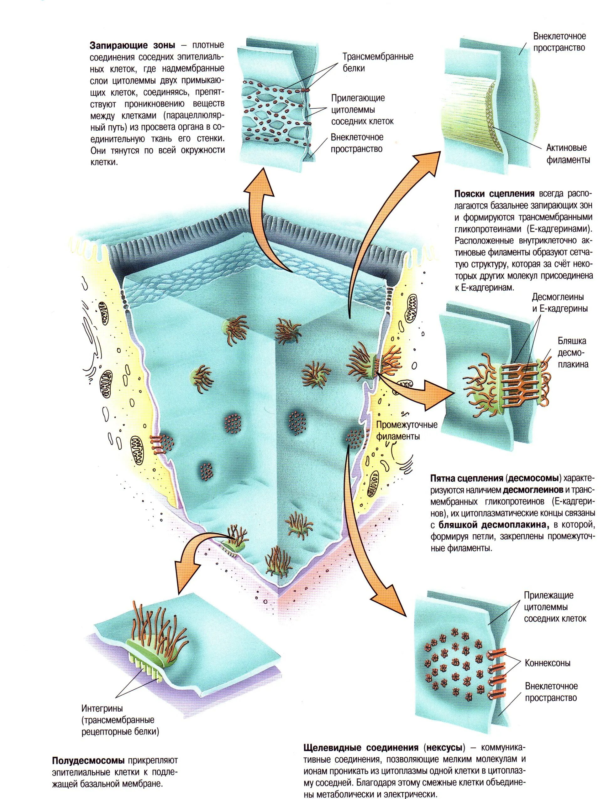 Десмосомы клеток кожи. Точечная десмосома строение. Десмосома гистология. Десмосомы эпидермиса. Запирающая зона