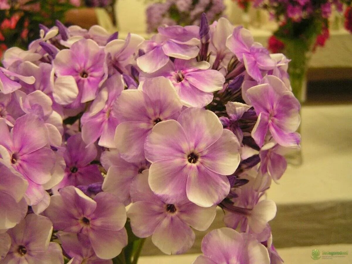 Лучшие сорта флоксов
