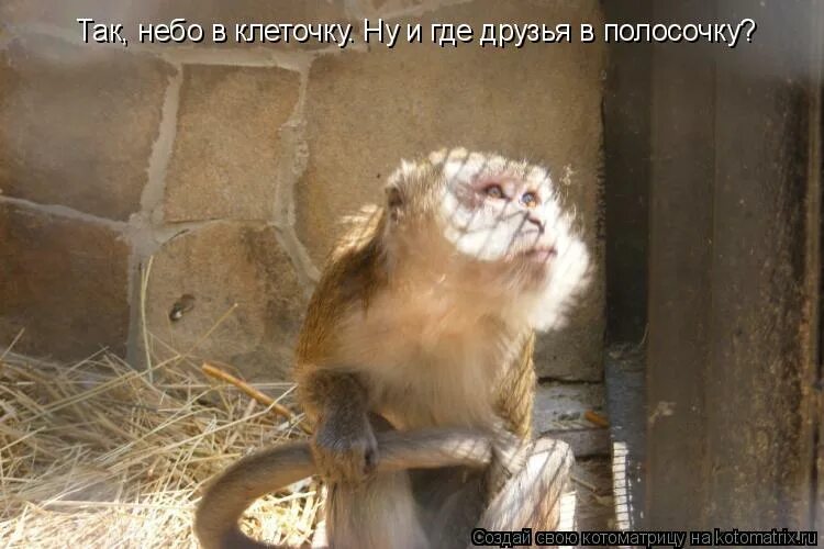 Друзья в клеточку друзья в полосочку. Небо в клеточку друзья в полосочку картинки. Друзья в клеточку друзья в полосочку. Небо в клеточку друзья в полосочку. Друзья в клеточку друзья в полосочку.