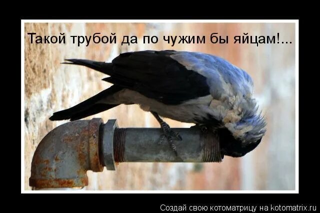 ноктюрн сыграть могли бы на флейте. а вы ноктюрн сыграть. а вы ноктюрн сыграть смогли бы. ноктюрн сыграть смогли бы на флейте водосточных труб. а вы ноктюрн сыграть могли бы.