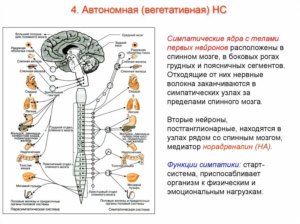 Спинной мозг вегетативные функции. Вегетативная нервная система схема спинного мозга. Отделы вегетативной нервной системы строение. Функции парасимпатической вегетативной нервной системы. Парасимпатическая нервная система схема.