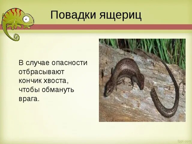 Нереальные люди. Хвост ящерицы. Морские слизни отбрасывают голову. Отбрасывает род. Морская улитка (elysia chlorotica).