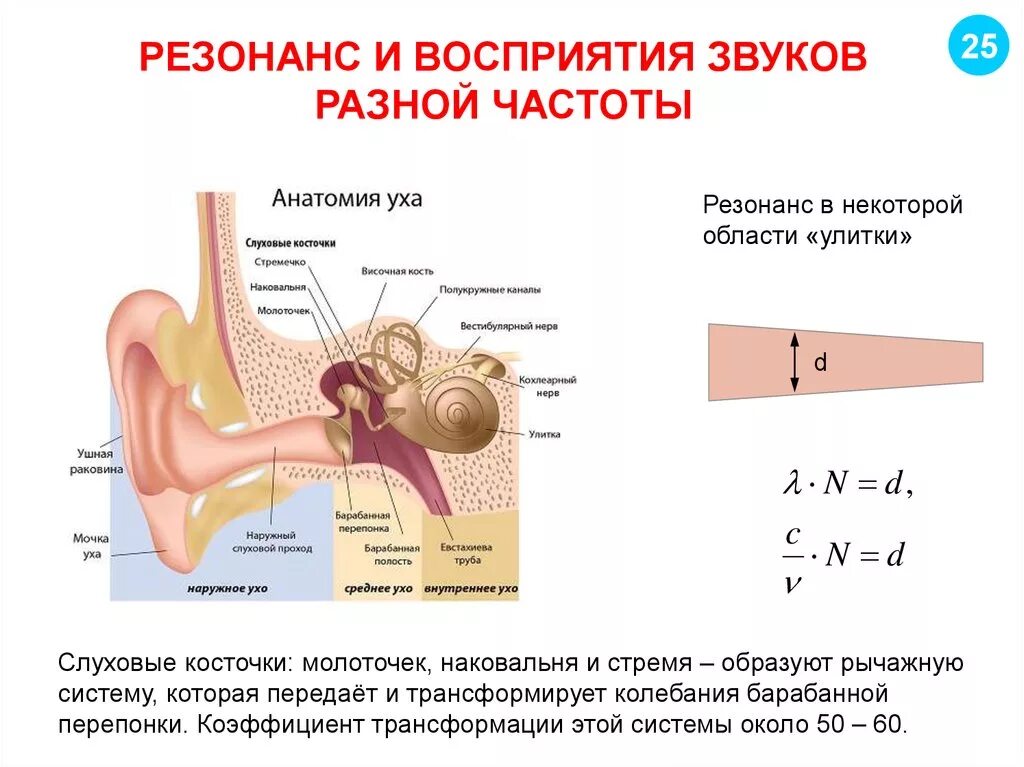 Слух и восприятие звука. Механизм проведения звуковых колебаний механизм восприятия звука. Схема восприятие ухом звуков. Звуковая волна колеблет барабанную перепонку схема. Слуховые косточки передают колебания.