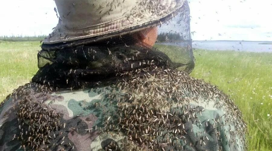 Мошкара гнус. Гнус мошка. Мошкара в тундре. Таежная мошка. Гнус рой.