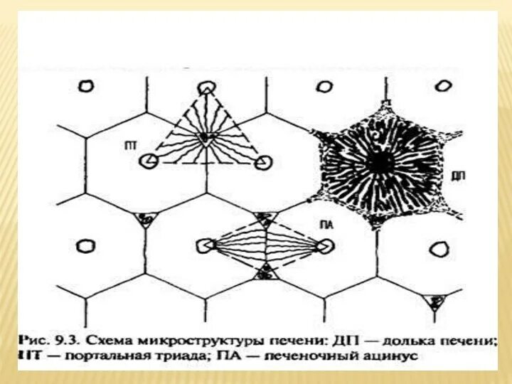 Триада печени. Схема печеночной дольки. Долька печени схема. Портальная печеночная долька.