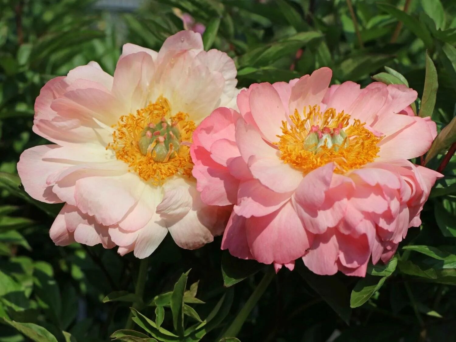 Pink Hawaiian Coral Peony Coral peonies, Peonies, Herbaceous perennials