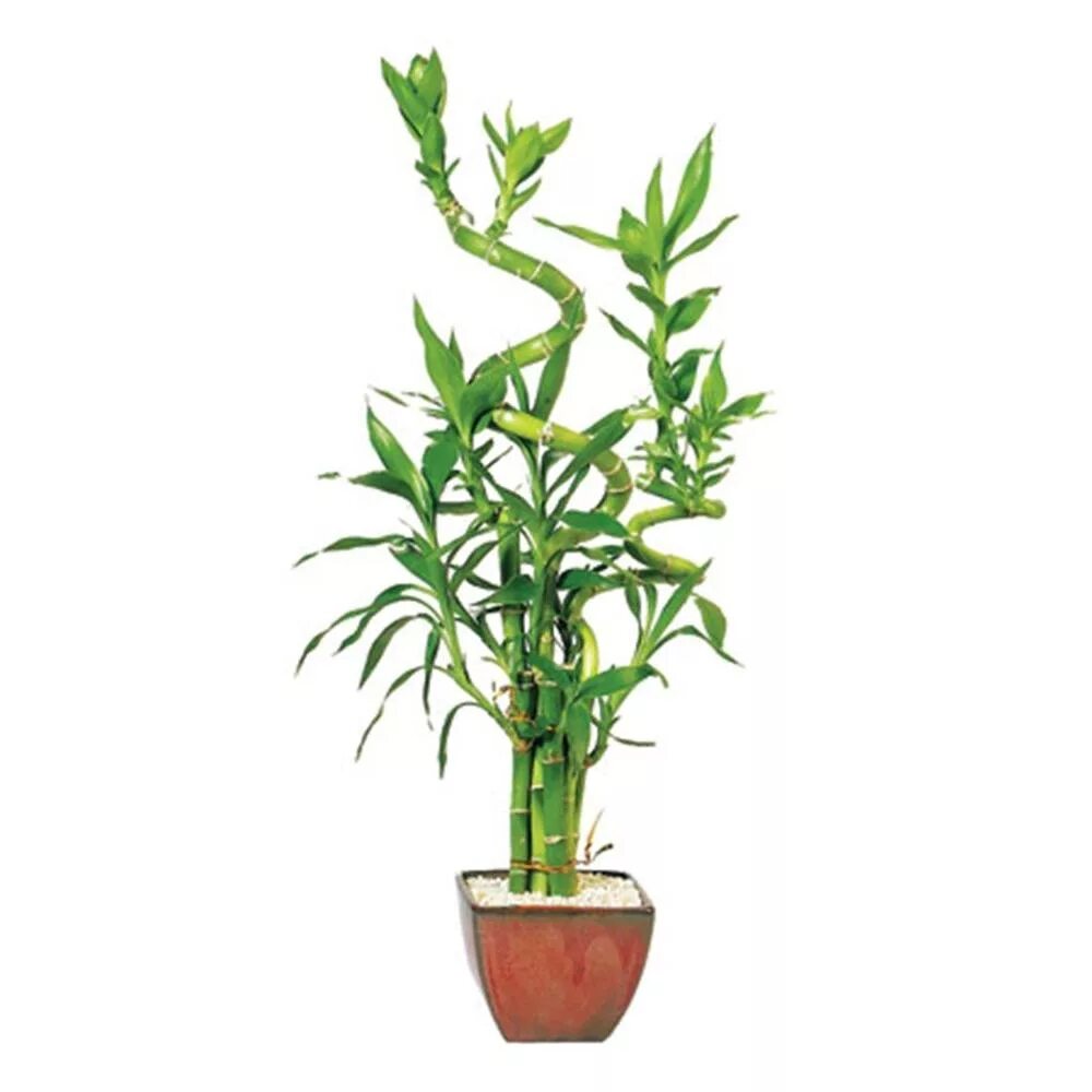 Dracaena sanderiana. Драцена Сандера лаки бамбук. Комнатный бамбук Драцена Сандера. Dracaena sanderiana Lucky Bamboo.