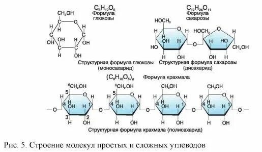 Глюкоза молекула полисахарида. Углевод Глюкоза формула. Глюкоза углевод структурная формула. Формула Глюкозы и сахарозы. Углеводы структурная формула.