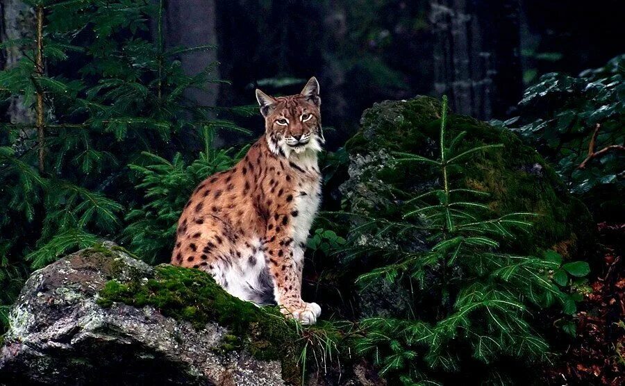 хищные животные тайги. обыкновенная рысь хвост. хищные животные тайги. хищные животные тайги. беловежская пуща рысь.