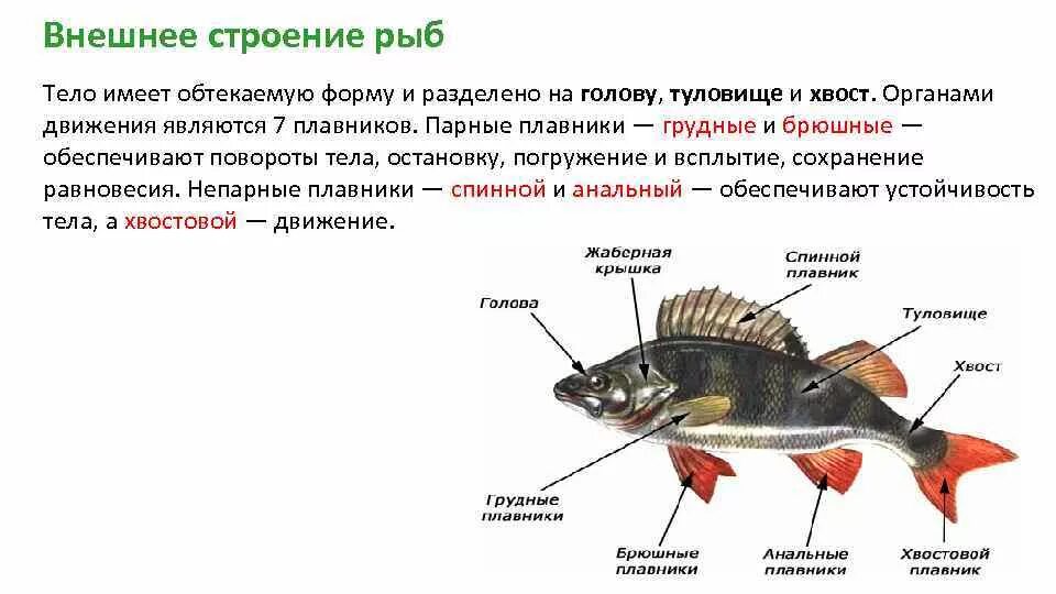 Пищевое отношение щуки и речного окуня. Внешний вид окуня сбоку. Внешнее строение рыбы. Форма тела рыб. Внешнее строение рыбы форма тела.