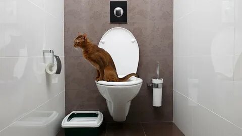 Включи кот унитазный