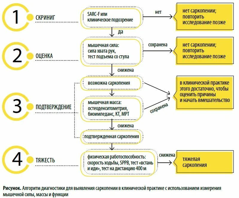 Саркопения у пожилых лечение отзывы. Алгоритм диагностики. Саркопения диагностика. Саркопения клинические рекомендации. Диагностика саркопении у пожилых.