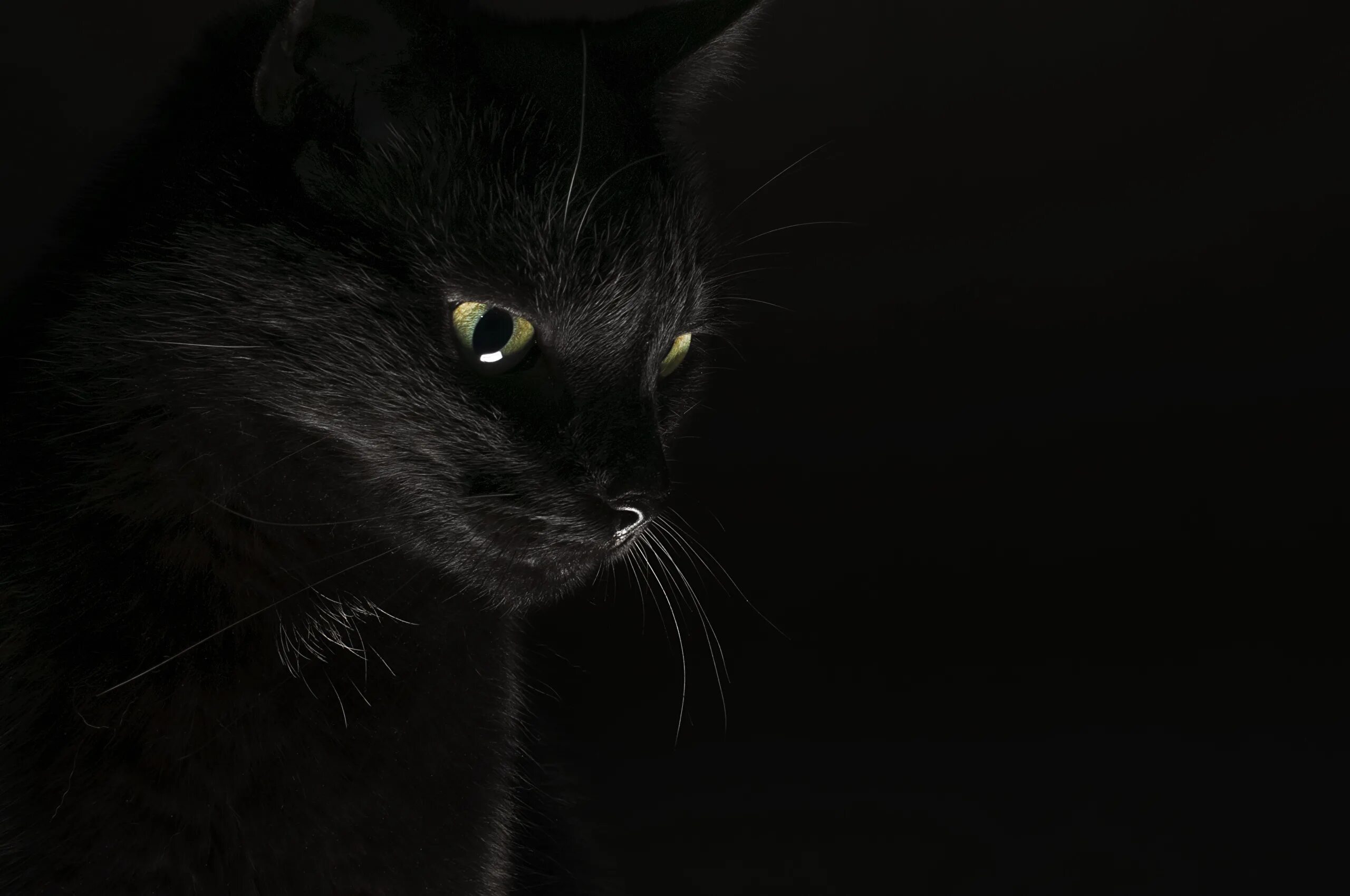 Обои темные черные. Черные обои. Темные обои. Красивый черный кот. Обои на рабочий стол темные.