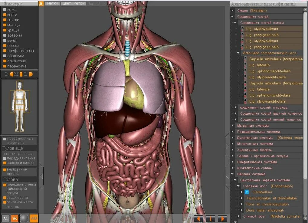 3д атлас анатомии человека. Анатомический атлас человека 3d. Виртуальные анатомические атласы. Органы человека 3д анатомия.