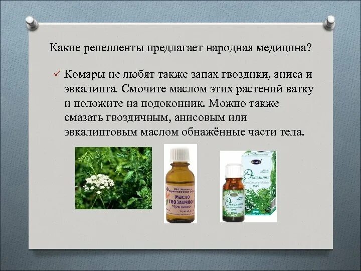Запах какой травы не любят мыши. Какое растение не любят комары. аромат отпугивает комаров. что не любят комары. какой запах не любят комары.