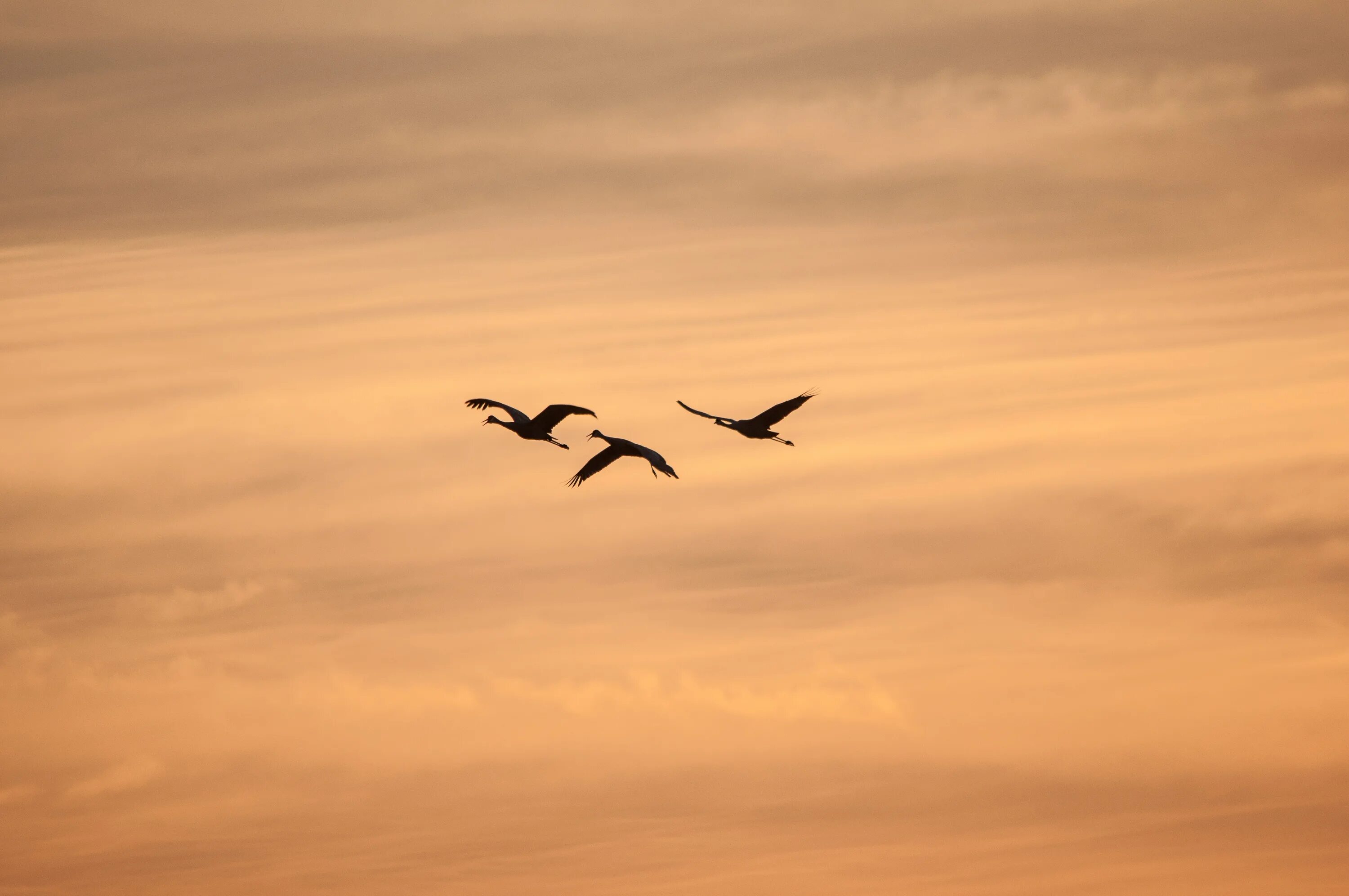 Дни летят за рассветом закат слушать. Птица летит. Птицы в небе. Птицы вдалеке. Птицы улетают.