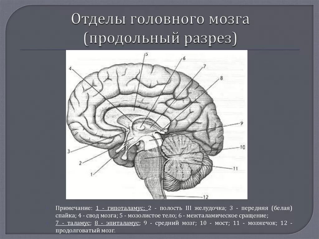 Спайки головного мозга. Продольный разрез головного мозга схема. Мозолистое тело и свод мозга. Мозолистое тело свод анатомия. Свод головного мозга анатомия.