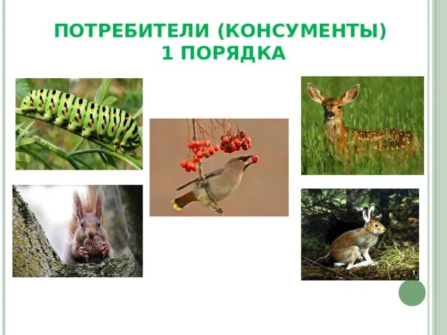 Понятие о природном сообществе 5 класс биология. Название природного сообщества. Презентация на тему природные сообщества. Природные сообщества. Понятие о природном сообществе.