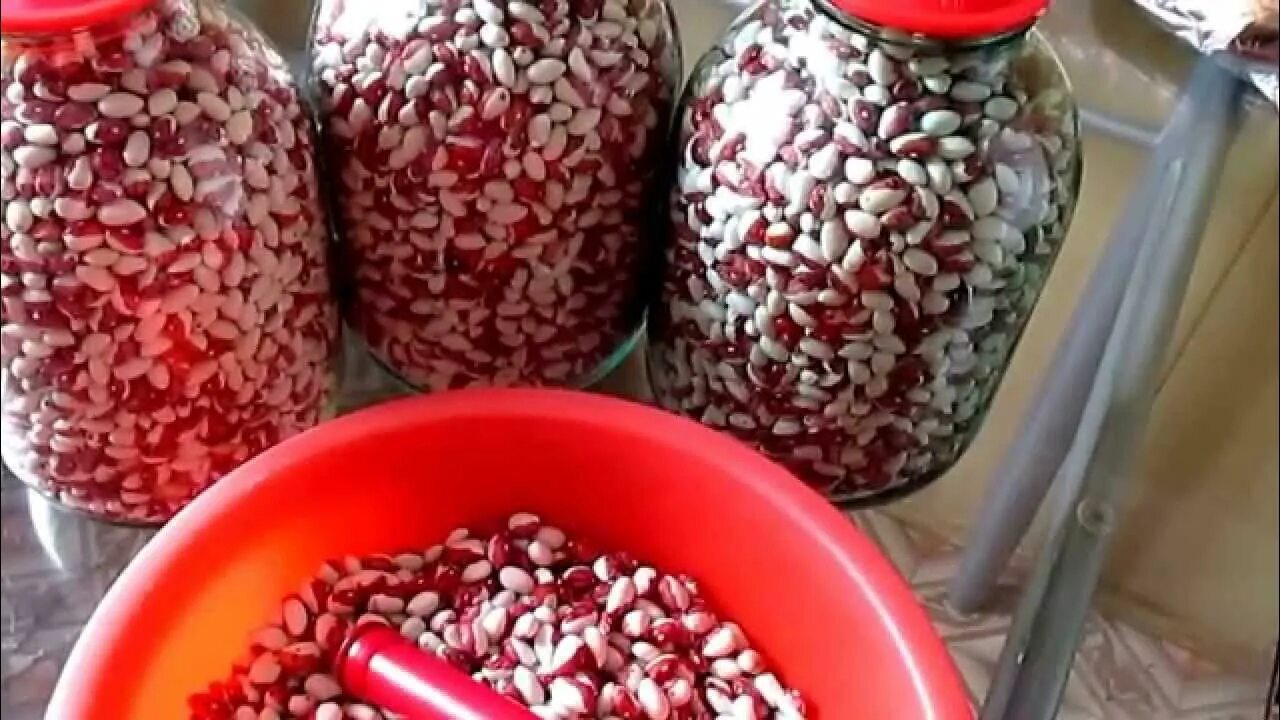 Зерна фасоли на зиму. В фасоли завелись жучки. жучки в фасоли. фасоль переработка. фасоль зерно.