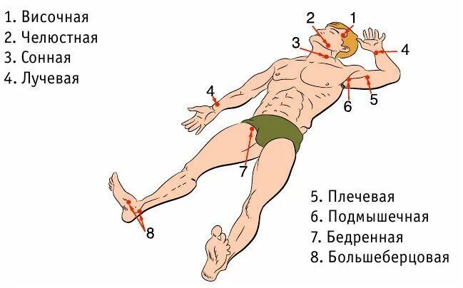 Точки прижатия артерий при кровотечении. Точки прижатия артерий схема. Места прижатия сосудов для остановки артериального кровотечения. Схема точек пальцевого прижатия артерий при кровотечении.