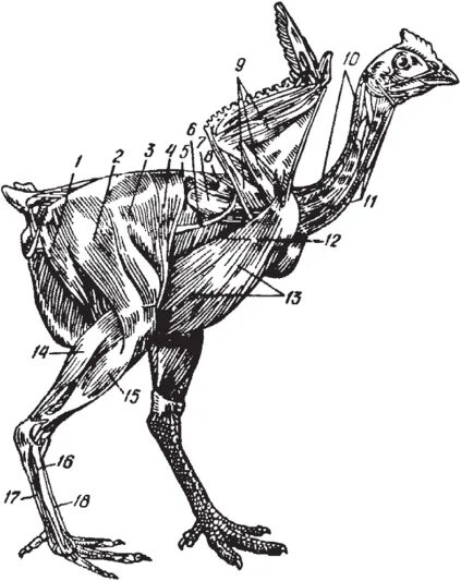 Каковы особенности мускулатуры птиц. Мышцы курицы анатомия. Мышечная система птиц. Анатомия курицы мускулатура. Мускулатура курицы строение.